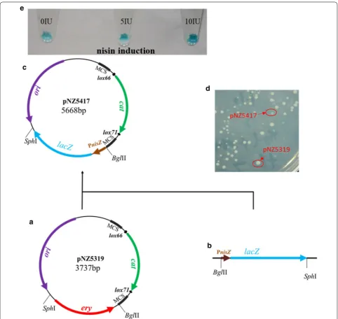 Fig. 1 Schematic representation of deletion plasmid pNZ5417 construction. a Scheme of pNZ5319; b color selectable marker gene cassettes  (PnisZ-lacZ); c scheme of pNZ5417; d chromogenic reaction of pNZ5417 in E