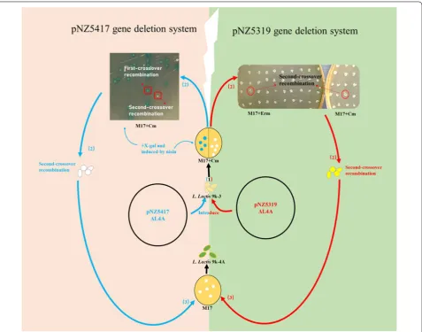 Fig. 3 Overall scheme for L4A deletion using two systems in L. lactis 9k. (1) Plasmid pNZ5319ΔL4A or pNZ5417ΔL4A was first loaded into L