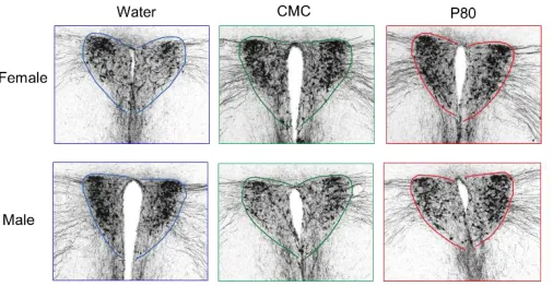 FIGURE 1. Effects of emulsifiers on vasopressin immunoreactivity in the PVN 