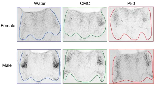 FIGURE 2. Effects of emulsifiers on vasopressin immunoreactivity in the PVT 