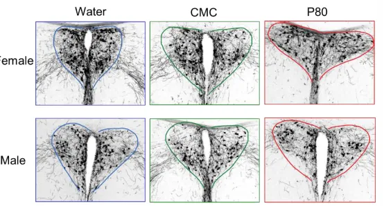 FIGURE 3. Effects of emulsifiers on oxytocin immunoreactivity in the PVN 