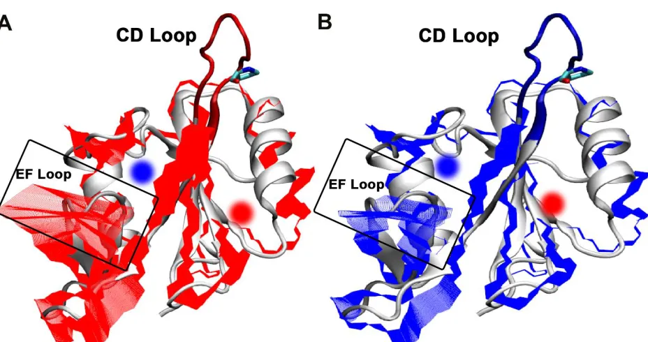 Figure 4.3 Projection of the dominant Principal Component (PC1) onto the backbone of the SH2 domain of ITK when the the dominant Asn286-Pro287 peptidyl prolyl bond is in trans (A; red), and cis (B; blue) conformations The CD loop, containing the proline sw
