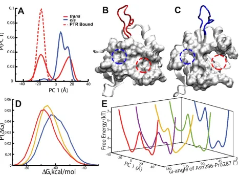 Figure 4.5 (A) Free cisof the phosphotyrosine, pY, highlighted using a red dotted circle and the binding pocket of the pY+3 position of the phosphotyrosine motif highlighted using a blue dotted circle in the , free trans, and trans bound SH2 domain