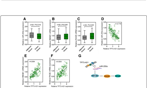 Fig. 5 TP73-AS1 regulated HMGB1/RAGE expression and NF-were co-transfected with si-TP73-AS1 and miR-200a inhibitor