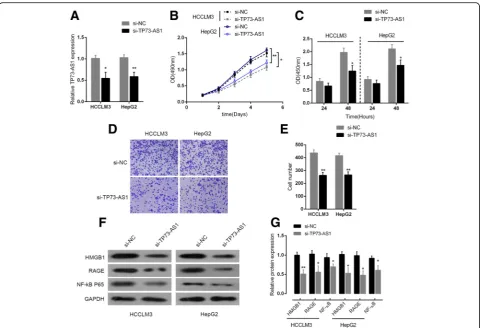 Fig. 2 TP73-AS1 knockdown inhibited HCC cell proliferation and downregulated HMGB1 signal pathwayHCCLM3 and HepG2 cells