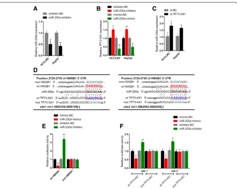 Fig. 4 TP73-AS1 competed with HMGB1 for miR-200a bindingand inhibition in HCCLM3 and HepG2 cells was determined by using real-time PCR.AS1 luciferase reporter vector (mut-TP73-AS1) by sequentially mutating the predicted two miR-200a binding sites in TP73-A