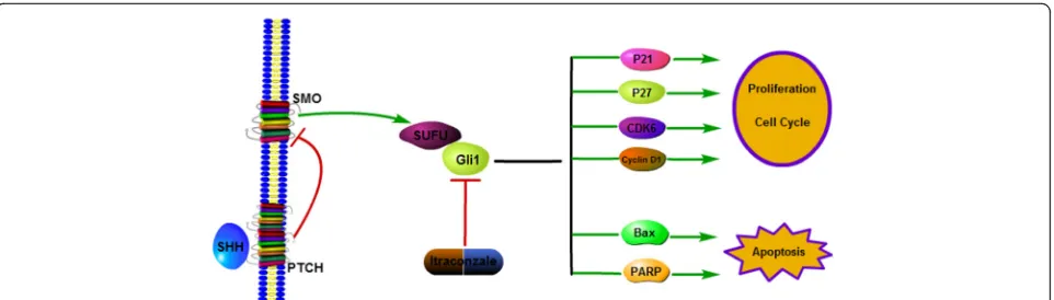 Fig. 5 Diagram of the putative effects of itraconazole on gastric cancer cells. Itraconazole down-regulates the expression of Gli1 by yet unknownmechanisms and subsequently regulates the expression of several downstream target genes, including p21waf1/cip1, and p27kip1, Bax and PARP,thereby regulating many cellular processes, such as proliferation, survival, cell cycle and apoptosis