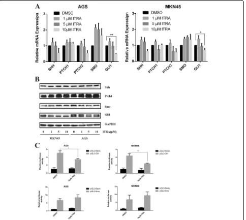 Fig. 3 Itraconazole inhibits the expression of Gli1 in gastric cancer cells.of major molecules of Hh signaling are determined by immunoblot