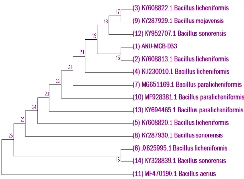 Figure 1. Phylogenetic tree constructed based on 16S rRNA gene sequence analysis from the isolates obtained from agriculture field soils Guntur district of Andhra Pradesh, India, with reference sequences available at NCBI through BLAST analysis