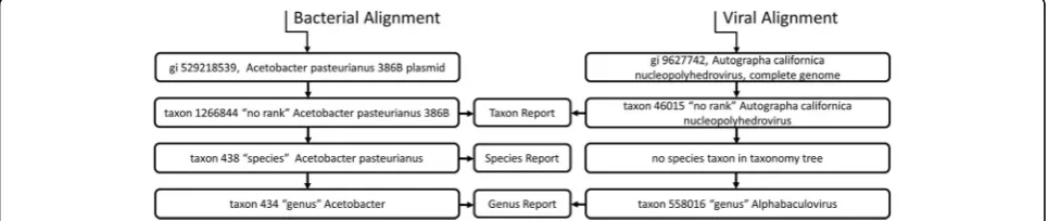 Fig. 2 Example of processing alignments to generate reports. Alignment to a virus does not contribute to the species count, as there is nocorresponding assignment in the taxonomy tree