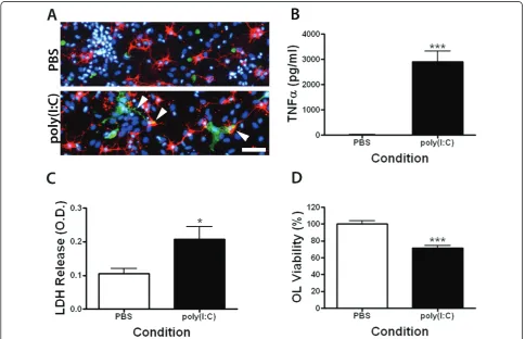 Figure 1 Stimulation of mixed glial cultures with poly(I:C) causes microglia activation and preOL cell deathmicroglia morphology (Iba-1; green) with process extensions closely associated with O4bar, 50experiments
