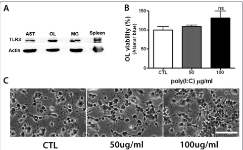 Figure 3 Poly(I:C) stimulation is not directly toxic to preOLs(OL), and microglia (MG)