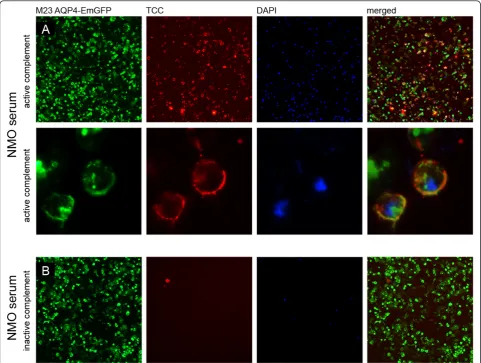 Figure 3 Serum AQP4-IgG antibodies of an NMO patient activate the complement cascade in the presence of active complementresulting in the deposition of the terminal C5b-9 complement complex