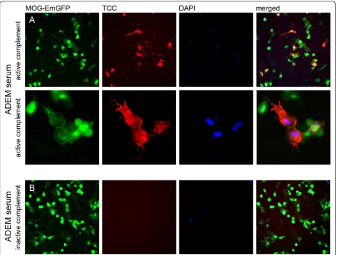 Figure 6 Serum MOG-IgG mediated complement activation. A. High-titer MOG-IgG antibodies of an ADEM patient (titer 1:20,480) canactivate the complement system on MOG expressing HEK-293A cells (MOG-EmGFP, green), resulting in TCC formation (red) and cell lys