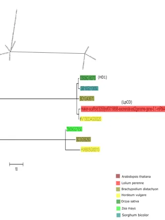 Figure S2.9: Phylogenetic tree of candidate heading gene CO. The evolutionary history