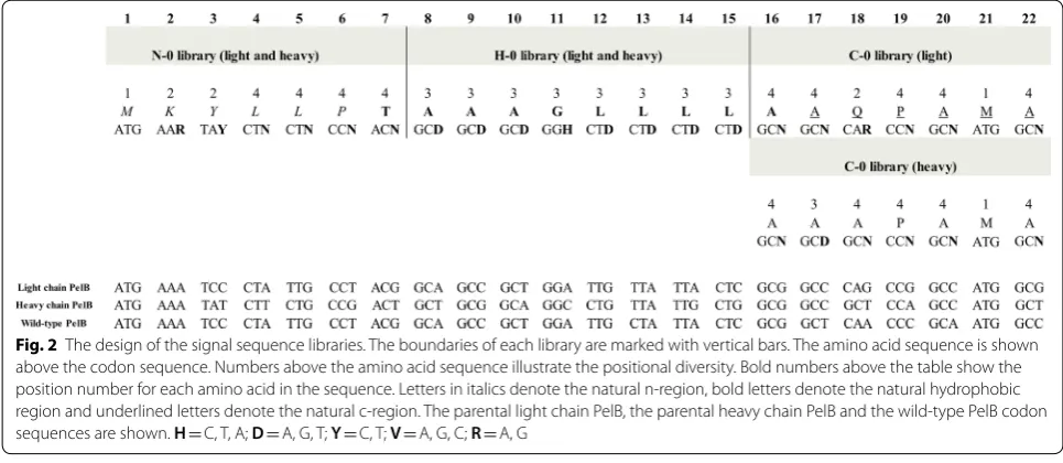 Fig. 2 The design of the signal sequence libraries. The boundaries of each library are marked with vertical bars