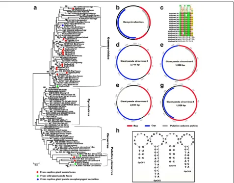 Fig. 7 Phylogenetic analysis and genomic organization of the novel gemycircularviruses and putative circoviruses identified in the giant pandas.in stem-loop structure of gemycircularviruses identified in this study