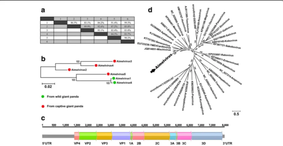 Fig. 4 Sequence comparison, genomic organization, and phylogenetic analysis of the novel picornavirus identified in the giant pandas