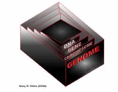 Figure 1.1. Relationship between DNA, Genes, Chromosomes and Genome 