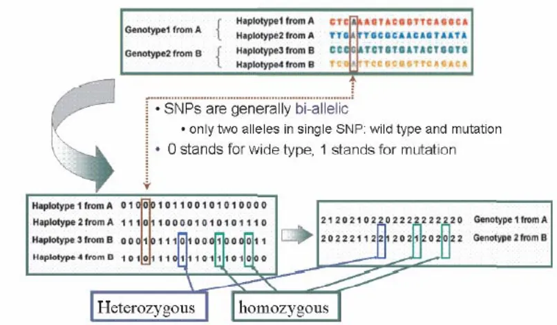 Figure 1.2. Encoding SNPs for computation 