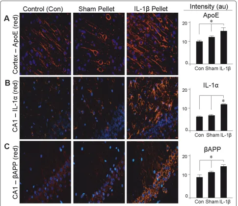 Figure 3 IL-1hippocampus (CA1) of unoperated rats (n = 4) (rats implanted with a slow-release pellet containing 100 ng IL-1b induces expression of IL-1a, ApoE, and bAPP