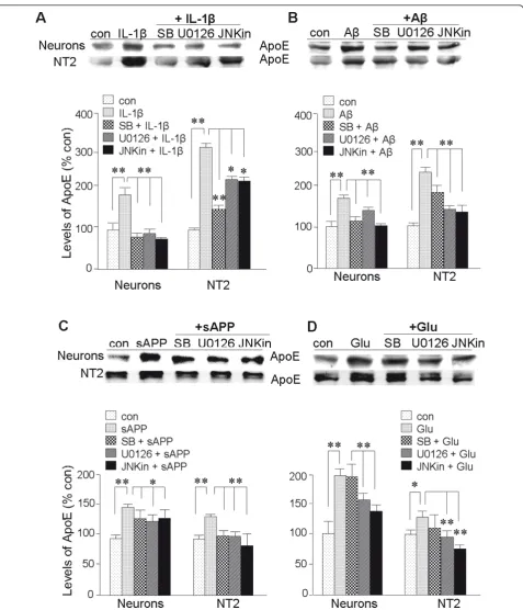 Figure 6 Roles for p38-MAPK, ERK, and JNK in elevation of ApoE expression by IL-1examined by western blot analysis of full-length ApoE, and autoradiographs were quantified by densitometry (bar graphs)
