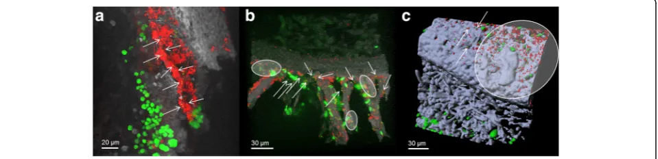 Fig. 4 Colonization patterns oforhybridization (FISH).red Spartobacteria (a, b) and Verrucomicrobia (c) on the lichen thallus of L