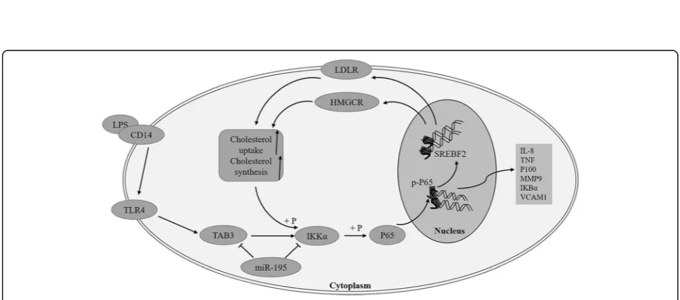 Fig. 8 LDL increases LPS induced pro-inflammatory effects. LDL increases intracellular cholesterol contents (cells with administration of LPS for 24 h (a), LDL significantly activated thephosphorylation of p65 and IKKα (b), increased the expression of NF-κ