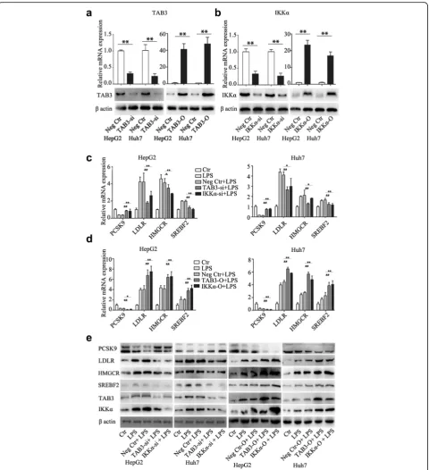 Fig. 3 IKKfor 24 h, and then PCSK9, LDLR, HMGCR and SREBF2 expression were detected. Data represent the mean ± SD of triplicate samples;*up-regulation of IKKα and TAB3 regulates cholesterol-related gene expression induced by LPS
