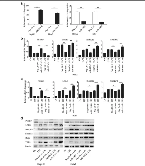 Fig. 5 MiR-195 regulated cholesterol-related gene expression induced by LPS. a validation of miR-195 mimic and inhibitor by qRT-PCR at 24 h aftertransfection (b-d) After transfection with miR-195 mimic or inhibitor for 24 h, cells were exposed to LPS (1000