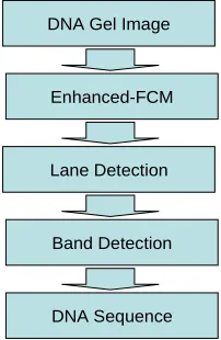 Figure 1. The flowchart of DNA gel image process. 