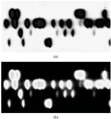 Figure 2. DNA gel image. 