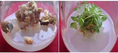 Fig. 2. (a) Development of callus culture; (b) Development of shoot formation