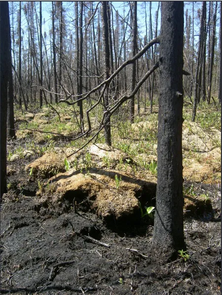 Figure 1.  Recently burned boreal forest stand showing differential fire severity in the Eastmain region, Quebec (52°N, 76°W).