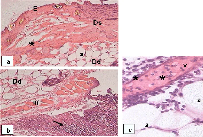 Figure 4. Average count of S. aureus ATCC 43300 in BALB/c mice obtained from homogenates of skin lesions