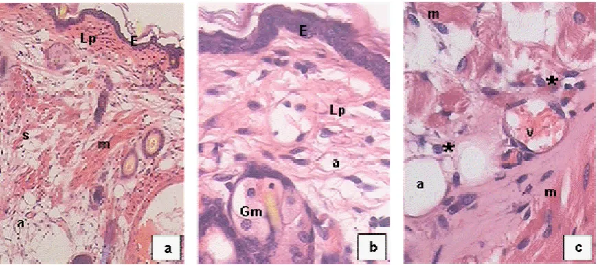 Figure 1. Average count of   S. aureus ATCC 43300 obtained from nasal homogenates of BALB/c mice