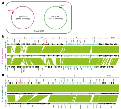Fig. 2 Co-existence of two distinct incompatibleare marked by green shading. Genes associated with thegenes are denoted as mcr-1-bearing plasmids (pGD65-3 and pGD65-4) in a single colistin-resistant E
