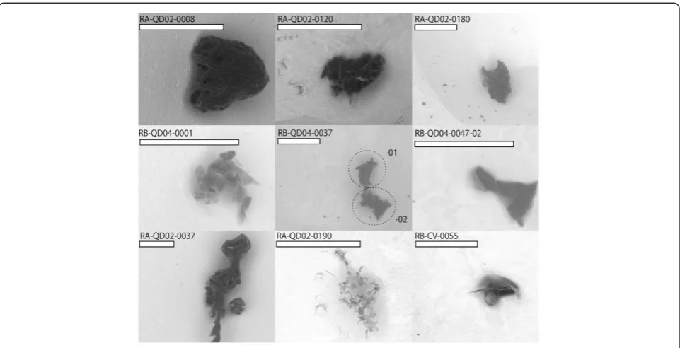 Figure 1 Backscattered electron images of category 3 particles. White bars show 50 μm