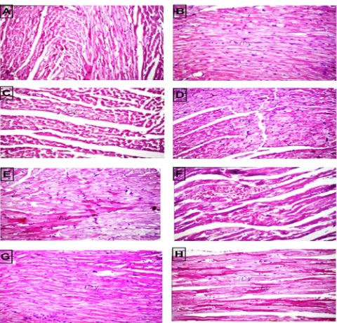 FIGURE 2. Heart samples of the groups (A,B,C,D), shows normal histological structure, (E) showing focal necrosis in some  myocardial bundles with lose of striation, (F) showing congestion in the blood vessels, (G) showing normal histopathological structure