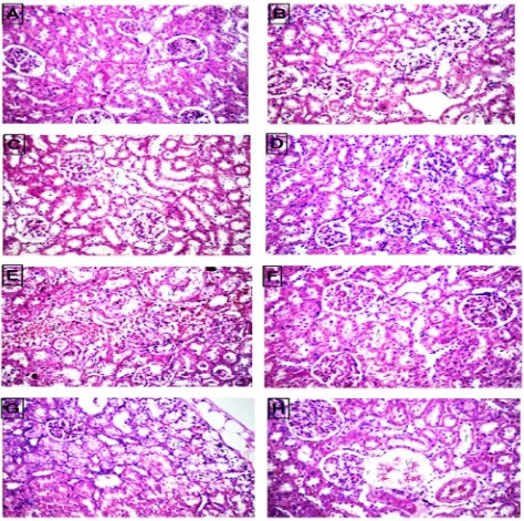 FIGURE 3. Kidney samples (groups A,B,C,D), shows normal histological structure, (E) showing degeneration and necrosis in  lining epithelium of the tubules associated with focal haemorrhage in between (F) Mild congestion in glomerular tufts (G) cortical tub