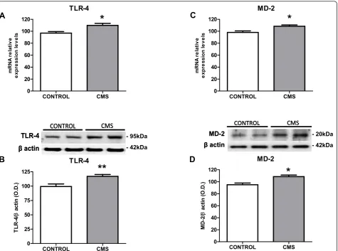 Figure 1 TLR-4 pathway activation in brain cortex after stress exposure in rats. mRNA expression levels for TLR-4 (A) and MD-2 (C) in brainin control and after CMS