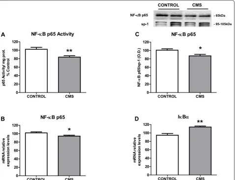 Figure 3 NF-�B signaling in brain cortex after CMS exposure: p65 activity (A), p65 mRNA levels (B) and p65 protein expression (C) innuclear fractions of brain cortex in control and CMS