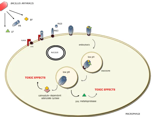 Figure 1tective antigen (PA) is a key antigen for the development 