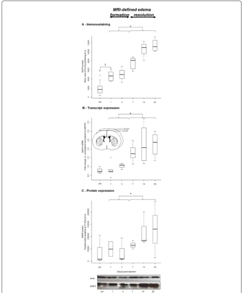 Figure 5 Time course of AQP4 expression during edema formation and resolutionupregulation of AQP4 as early as 1 dpi (§, p = 0.003, Wilcoxon test) that plateaued at 1 and 3 dpi