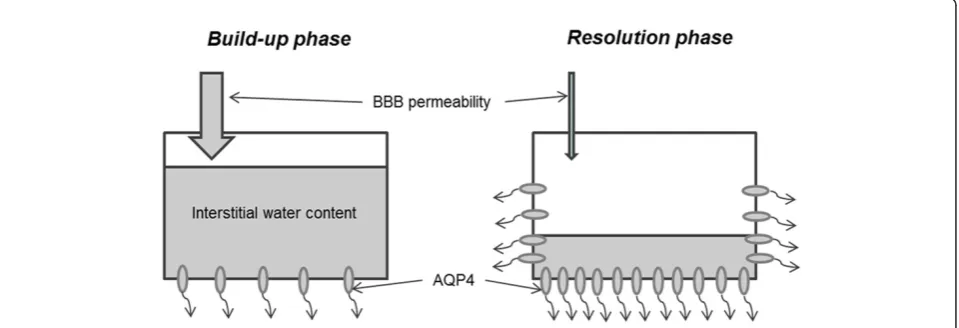 Figure 8 Suggested model for interstitial edema pathophysiologyAQP4 expression is not yet highly upregulated, resulting in insufficient routes for water elimination