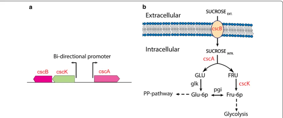 Fig. 1 Schematic presentation of sucrose utilization mechanism with gene cassette integrated into E