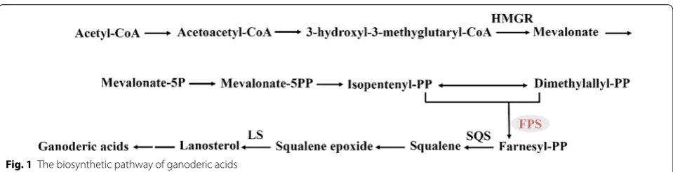 Fig. 1 The biosynthetic pathway of ganoderic acids