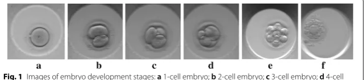 Fig. 1 Images of embryo development stages: a 1‑cell embryo; b 2‑cell embryo; c 3‑cell embryo; d 4‑cell 