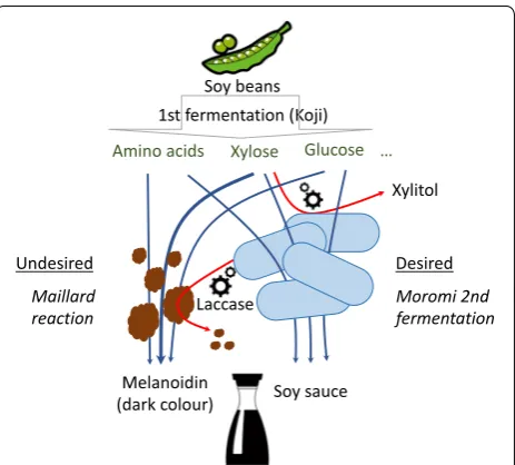 Fig. 1 Schematic representation of the soy sauce production. First the Koji fermentation release fermentable sugars and amino acids, which are the substrate for the moromi fermentation and the Maillard reaction