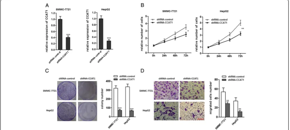 Figure 2 Enforced expression of CCAT1 promotes the proliferation and migration of HCC cells